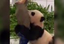 Se hace viral un vídeo de un oso panda… muy cariñoso con su cuidador