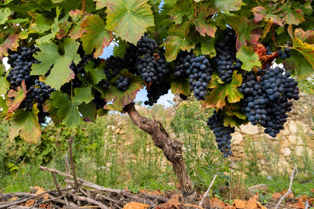 Viñas de Ribeira sacra