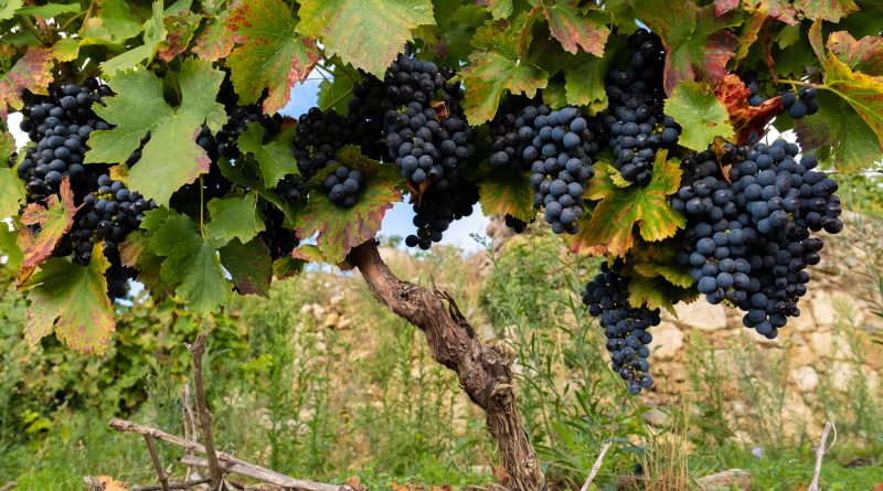Viñas de Ribeira sacra