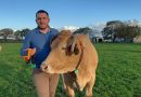Las vacas de Lugo también entran en la era digital: la empresa de Abadín que lleva GPS a más de 30.000 animales