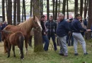 Muras reúne a más de 600 animales y cientos de visitantes en una gran fiesta del rural lucense