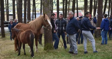 Muras reúne a más de 600 animales y cientos de visitantes en una gran fiesta del rural lucense Muras reúne a más de 600 animales y cientos de visitantes en una gran fiesta del rural lucense
