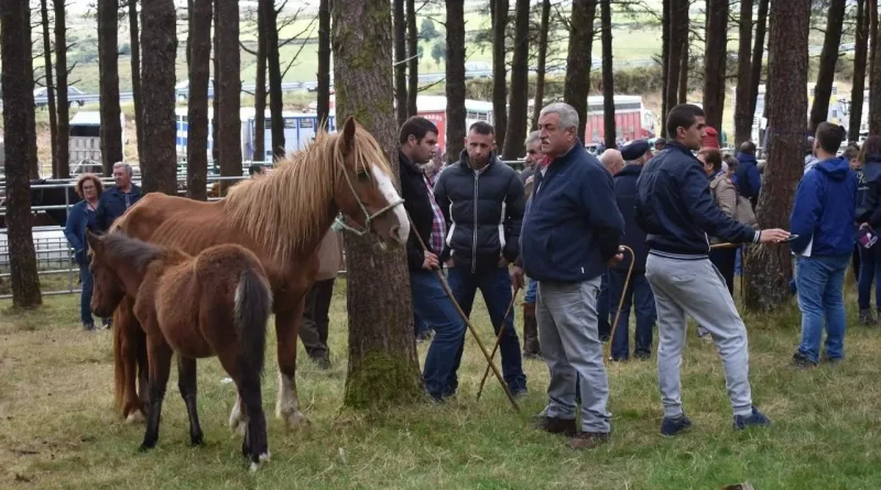 Muras reúne a más de 600 animales y cientos de visitantes en una gran fiesta del rural lucense