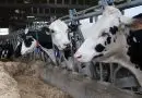 El campo gallego recibirá 47 millones de euros del anticipo de la PAC a partir del 20 de octubre