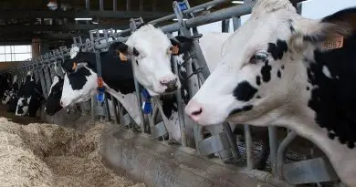 El campo gallego recibirá 47 millones de euros del anticipo de la PAC a partir del 20 de octubre