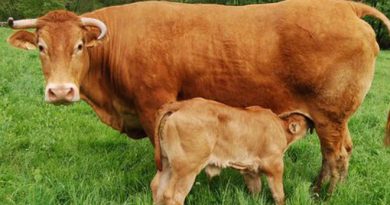 Más de 200 explotaciones ganaderas de Lugo recibirán ayudas para impulsar la cría de Rubia Galega