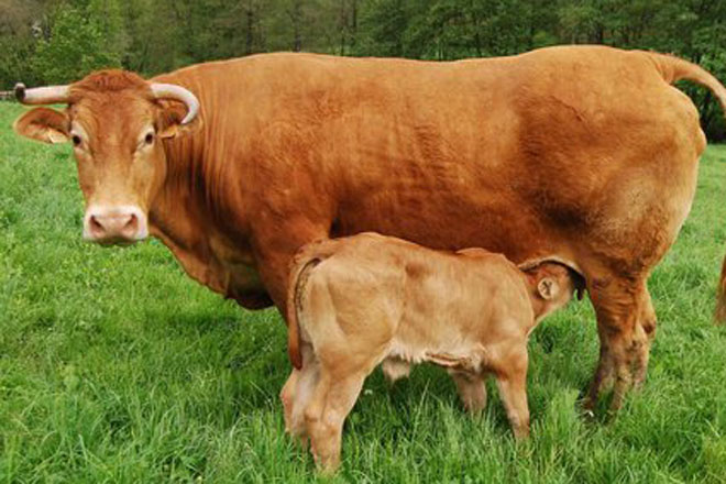 Más de 200 explotaciones ganaderas de Lugo recibirán ayudas para impulsar la cría de Rubia Galega
